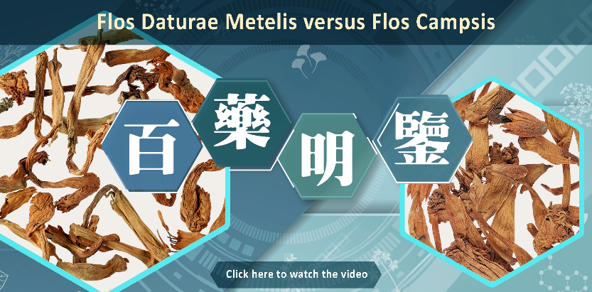 Key Identification Features of Flos Daturae Metelis and Flos Campsis